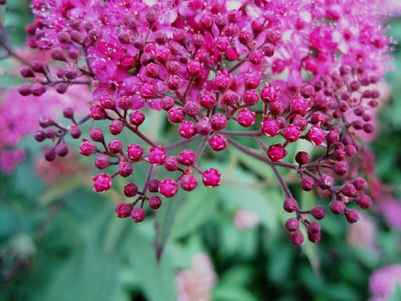 Pink Flower Buds — Calm, Spring, Photograph