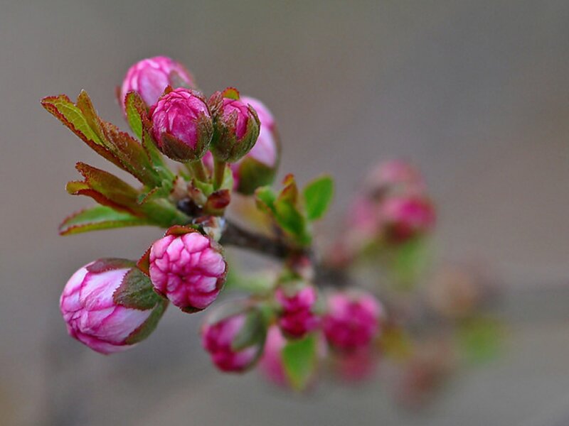 Pink Flower Buds — Calm, Spring