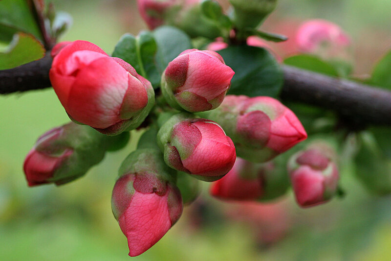 Pink Flower Buds — Calm