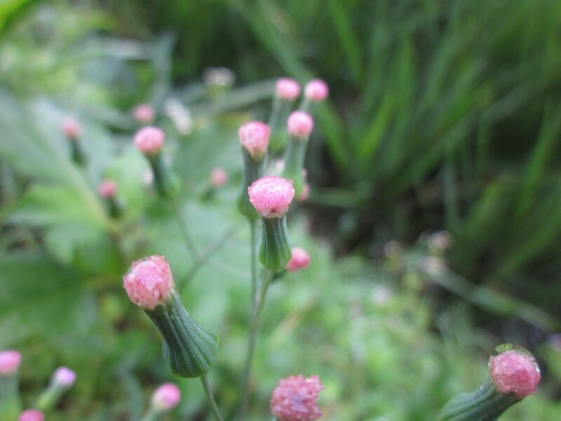 Pink Flower Buds — Green, Calm, Photograph