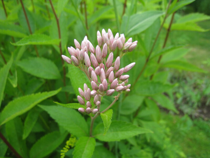 Pink Flower Buds — Green, Calm, Summer
