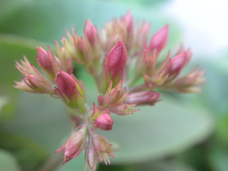 Pink Flower Buds — Green, Calm