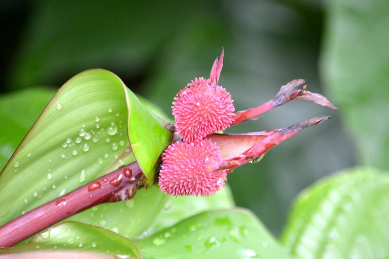 Pink Flower Buds — Green, Natural, Photograph