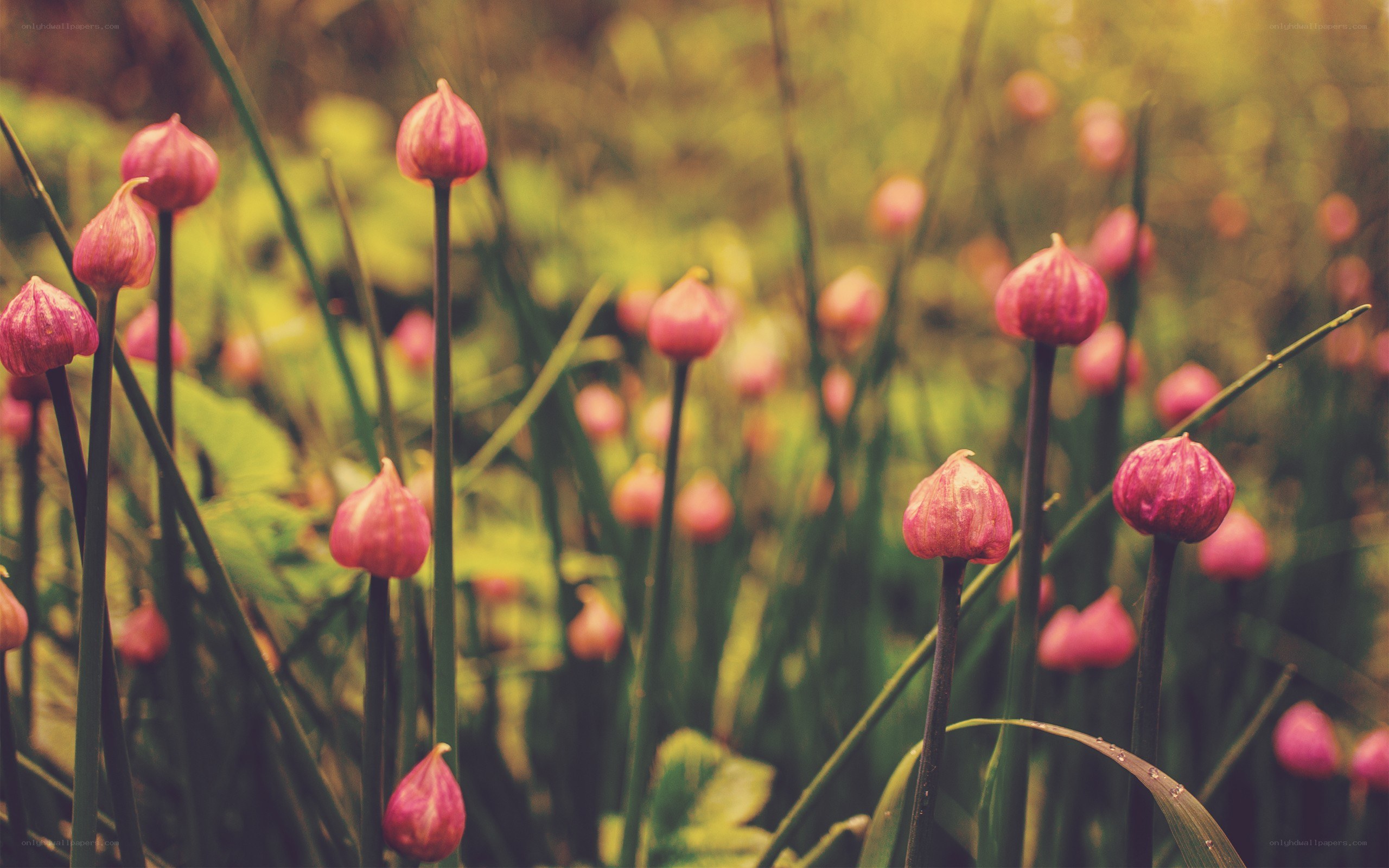 Pink flower buds in a field