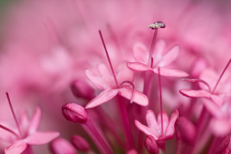 Pink flower buds in bloom