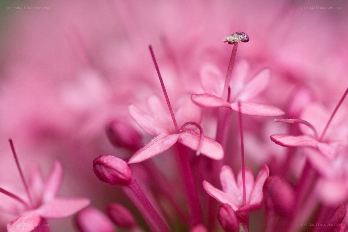 Pink flower buds in bloom