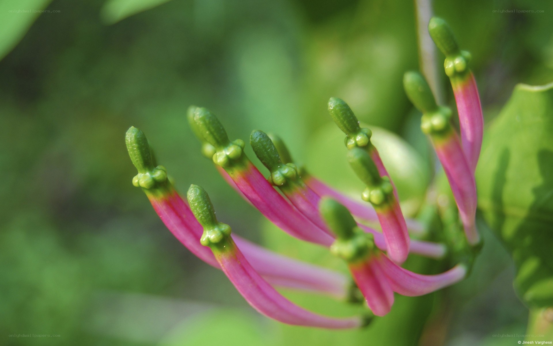 Pink flower buds in bloom