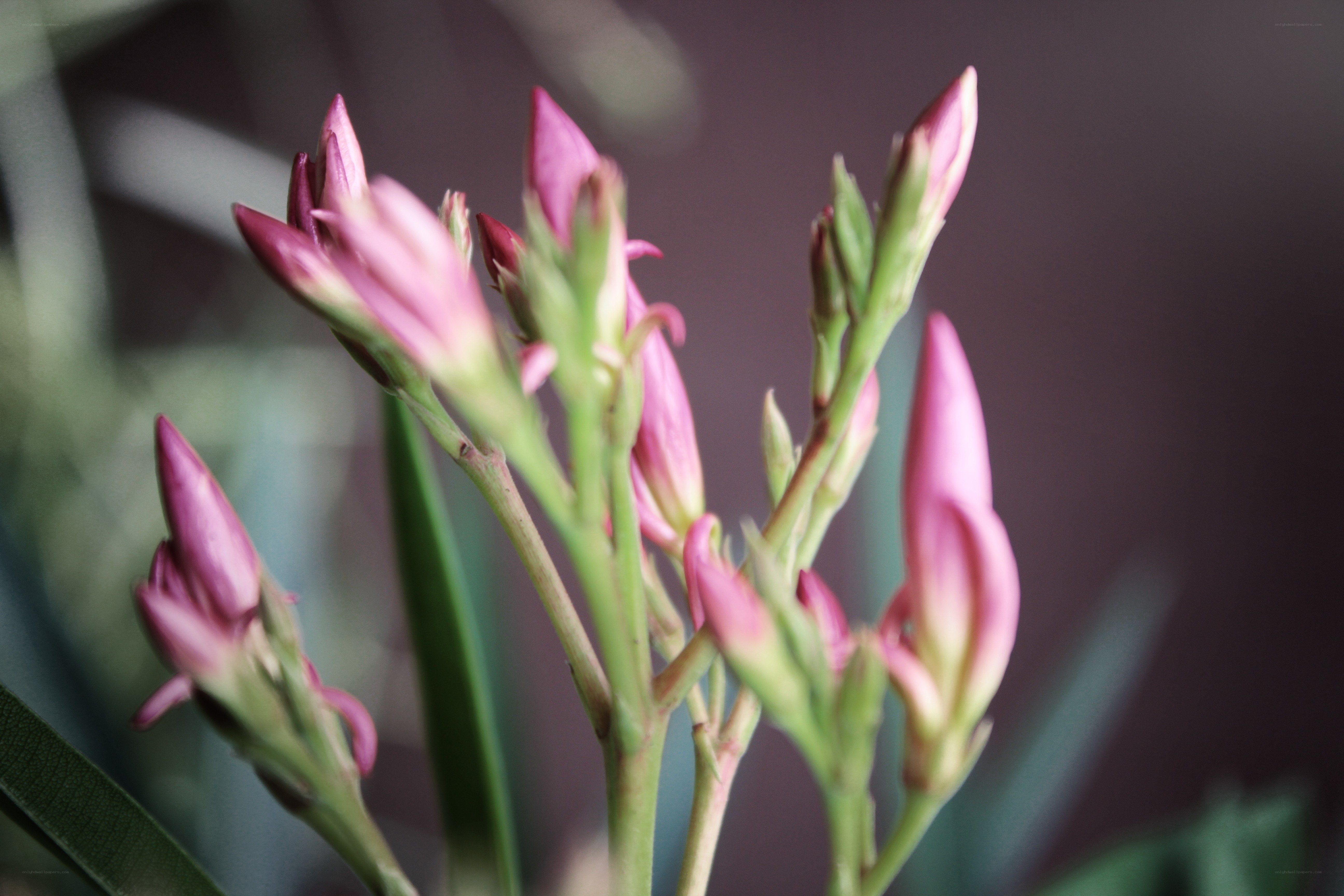 Pink flower buds in focus