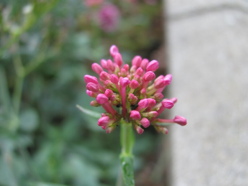 Pink flower buds in focus