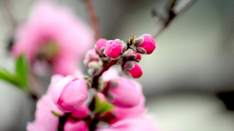 Pink flower buds in spring