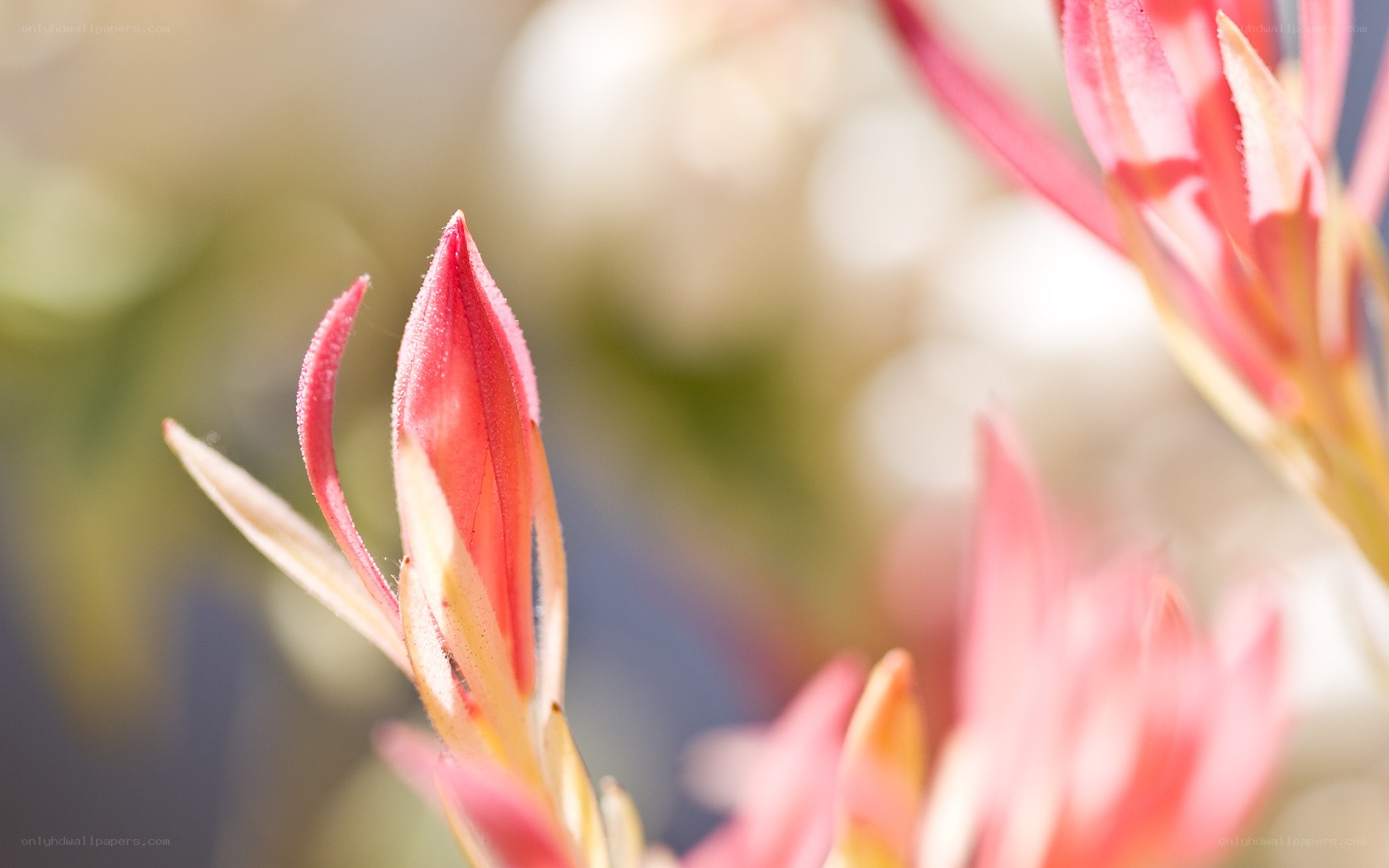 Pink flower buds in sunlight