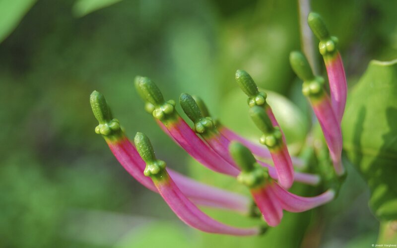 Pink Flower Buds — Natural, Afternoon