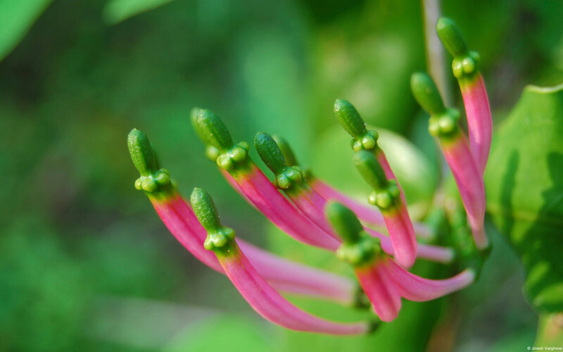Pink Flower Buds — Natural