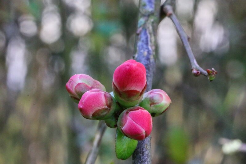 Pink flower buds on a branch