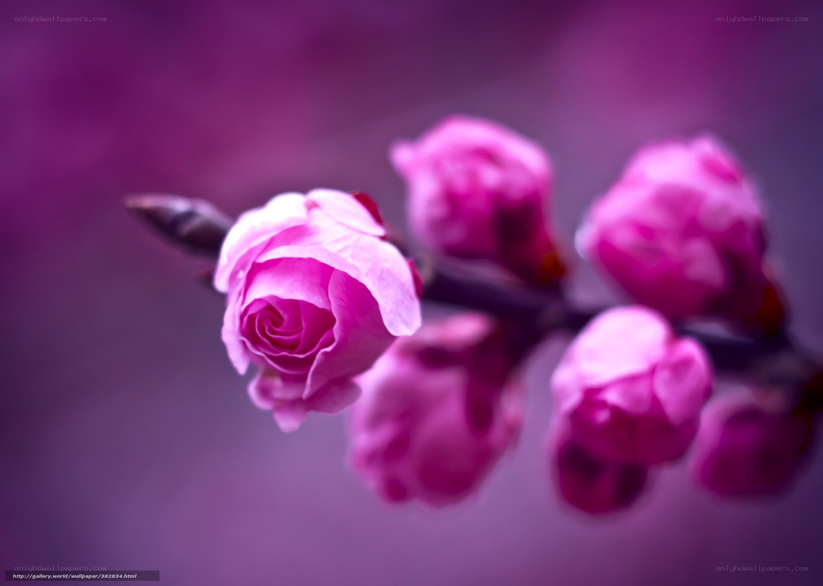 Pink flower buds on a branch