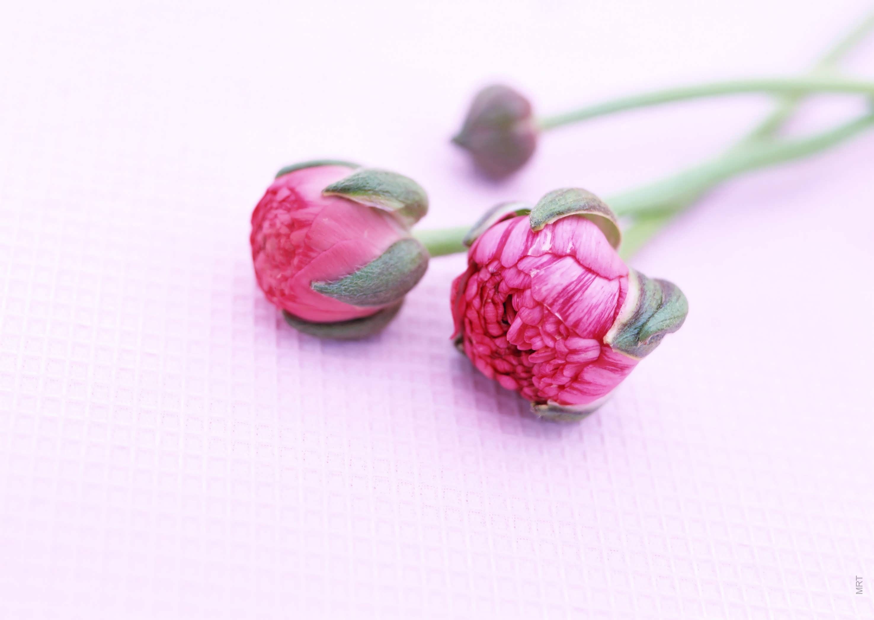 Pink flower buds on a soft background