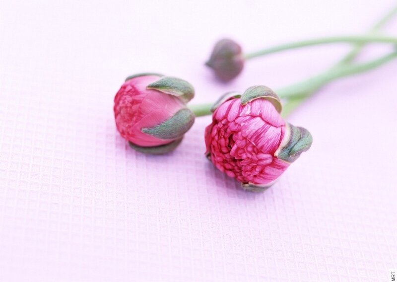 Pink flower buds on a soft surface