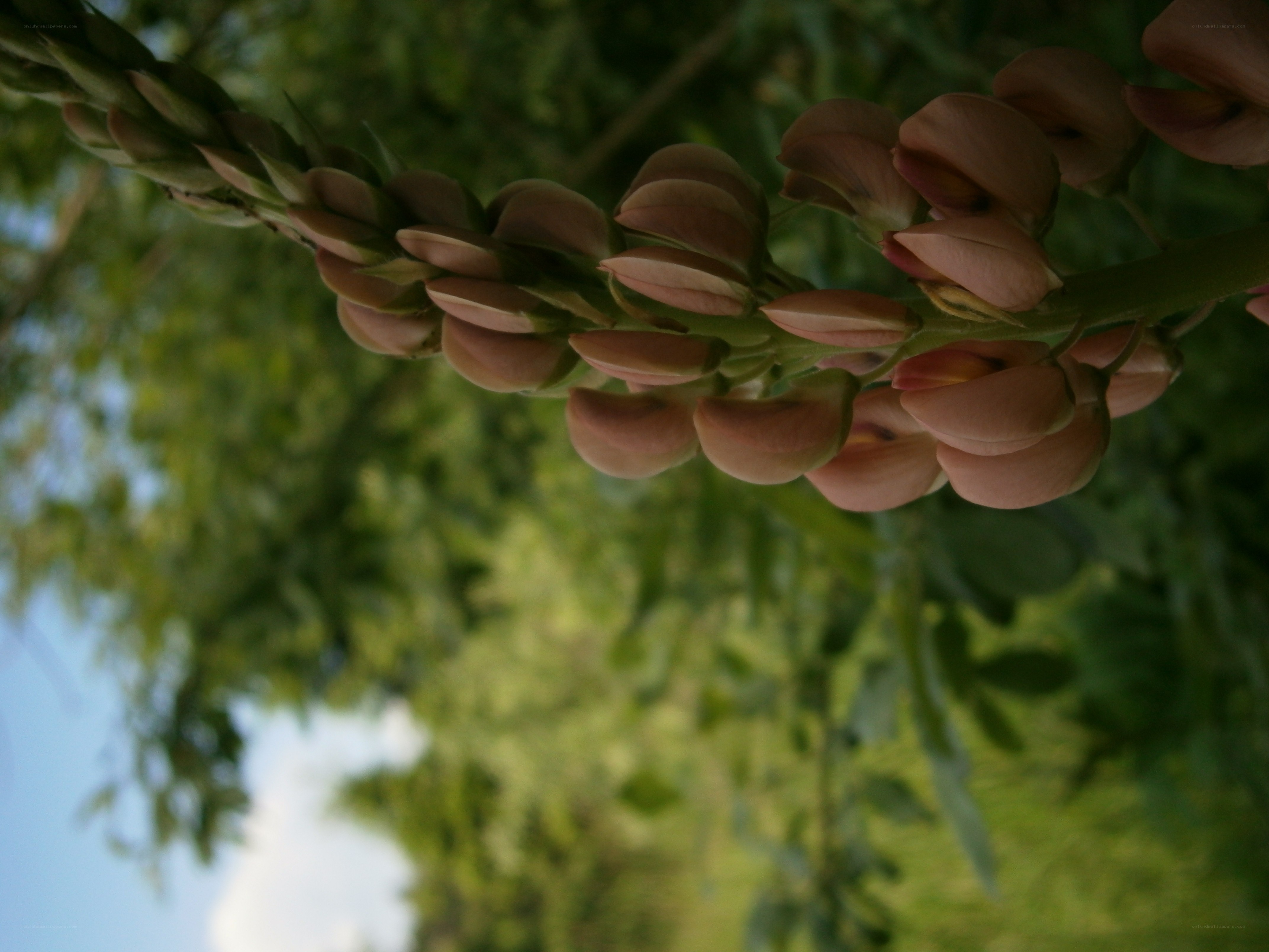 Pink flower buds on a stem