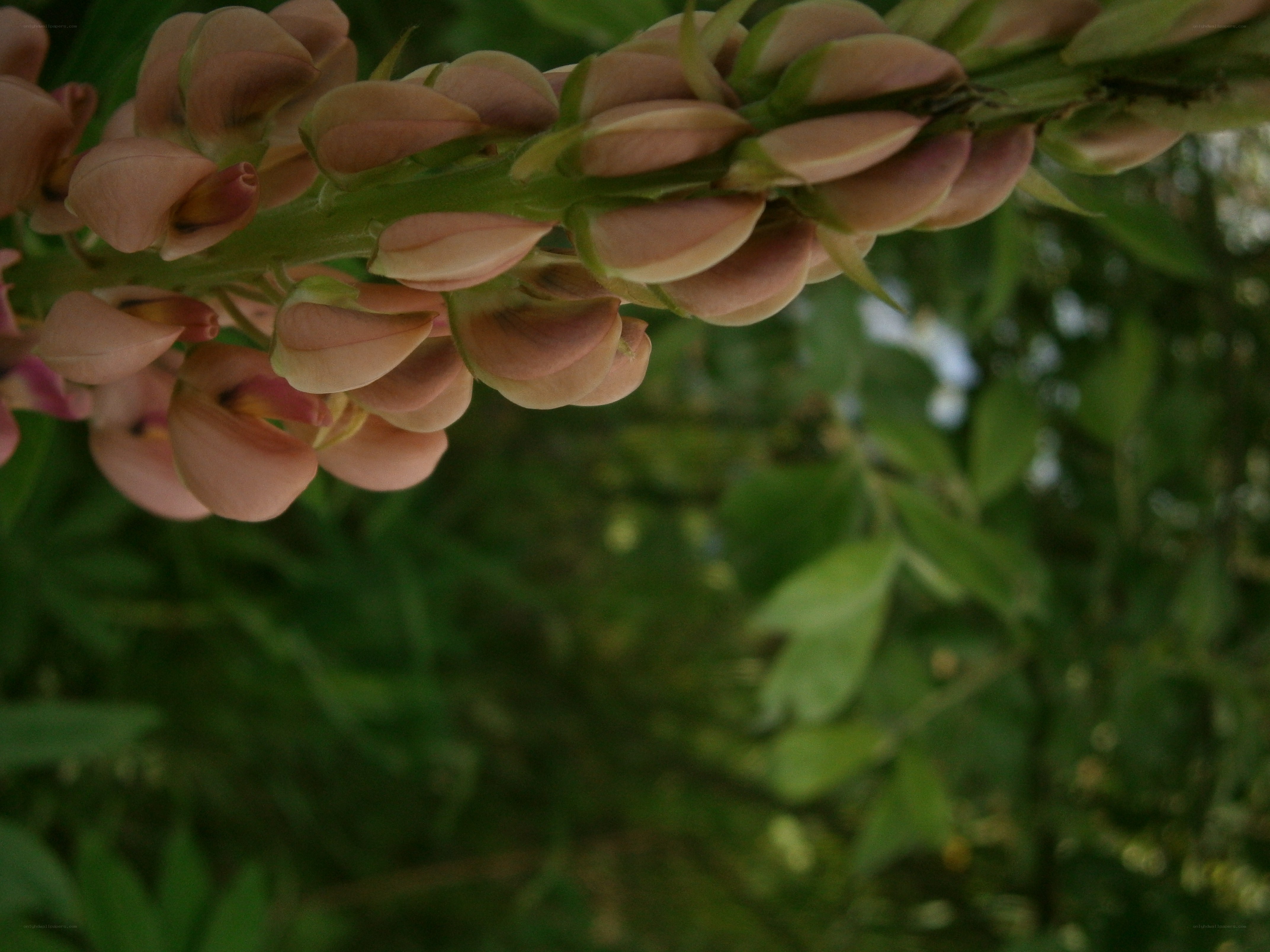 pink flower buds on a stem