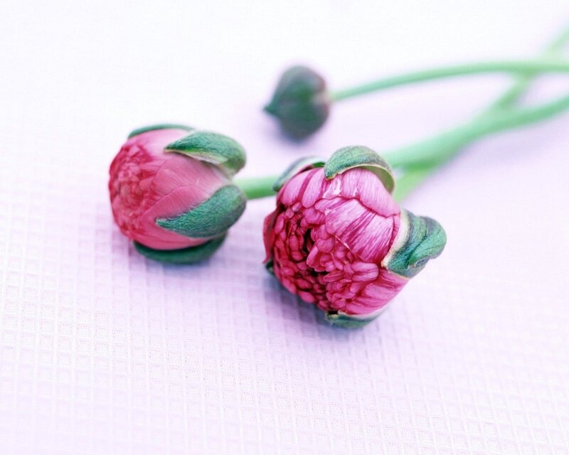 Pink flower buds on a table