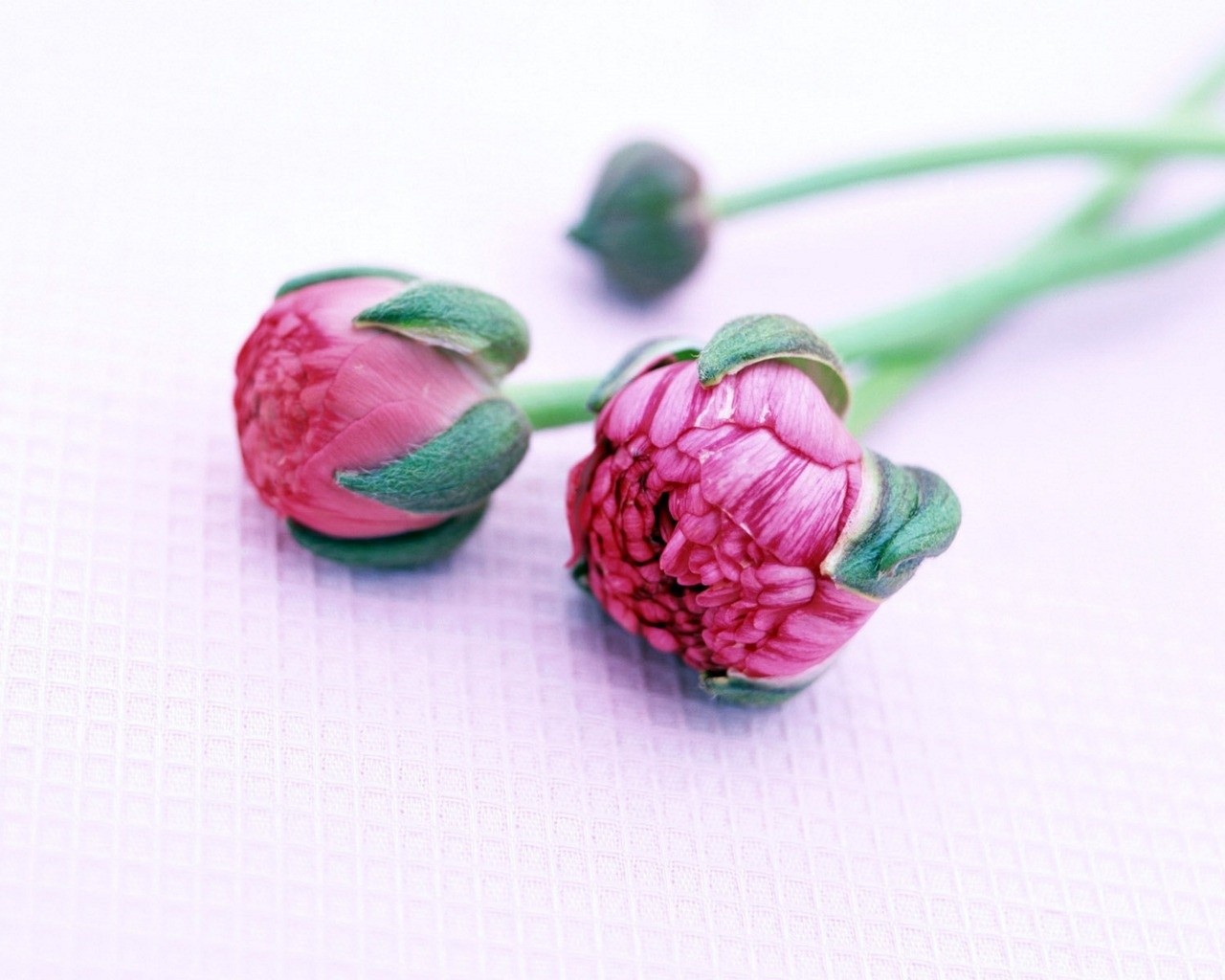 Pink flower buds on a table