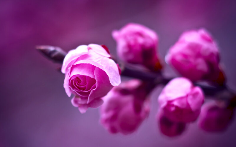 Pink Flower Buds on Branch — Purple