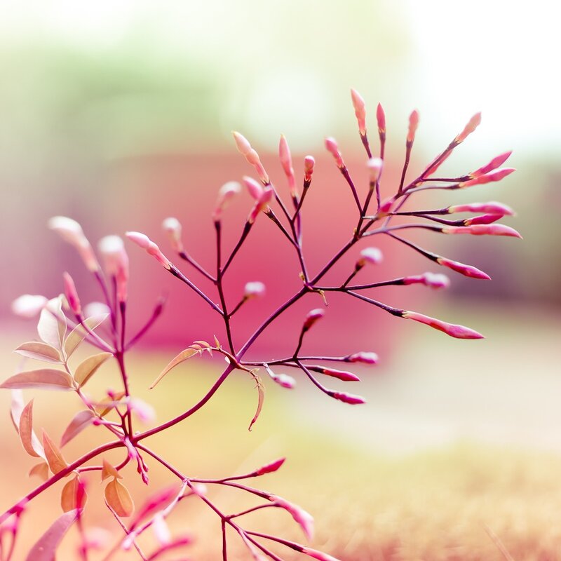 Pink Flower Buds on Branch — Serene, Spring, Photograph, Leaves, Green