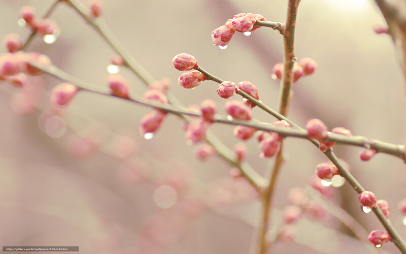 Pink Flower Buds on Branch — Serene, Spring, Photograph