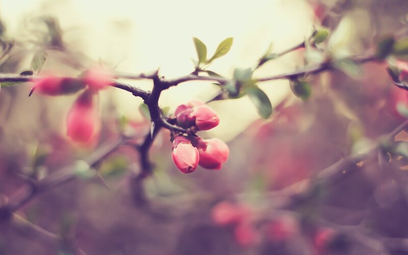 Pink Flower Buds on Branch — Serene