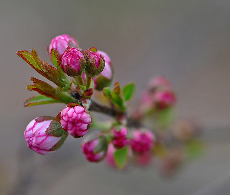 Pink Flower Buds on Branch