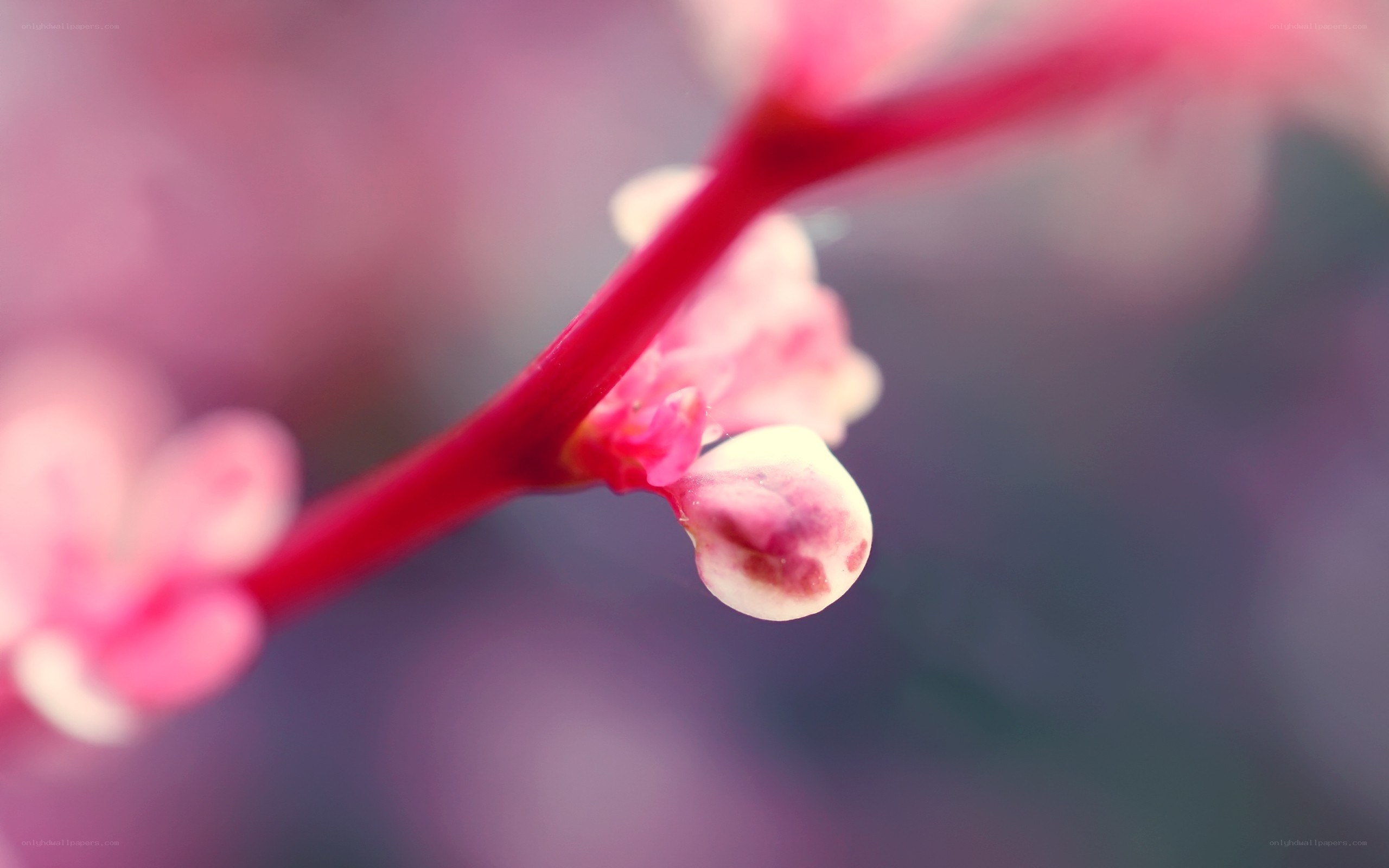 pink flower buds on red stem
