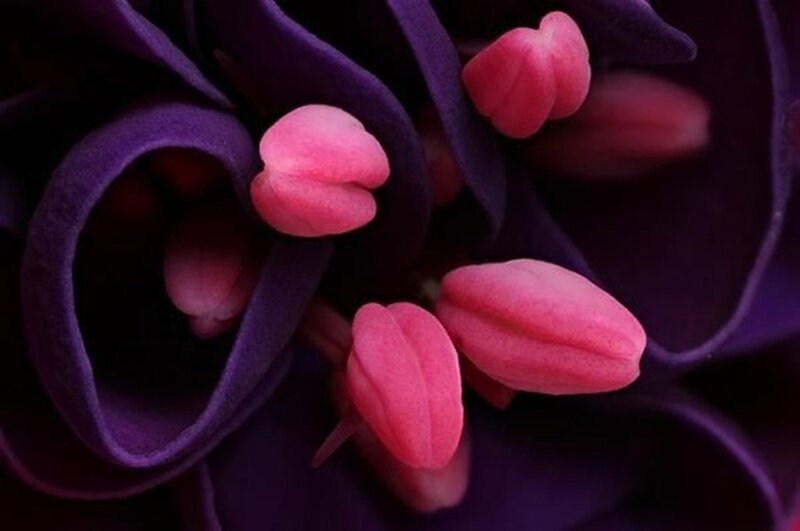 Pink Flower Buds — Purple, Dramatic