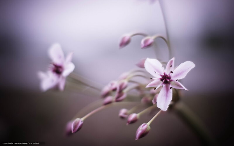 Pink Flower Buds — Purple, Serene, Photograph, Stem