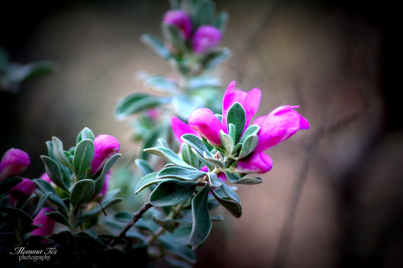 Pink Flower Buds — Purple, Serene, Photograph