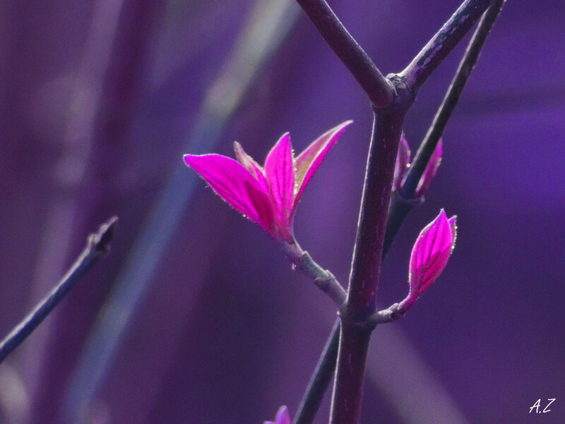 Pink Flower Buds — Purple, Serene