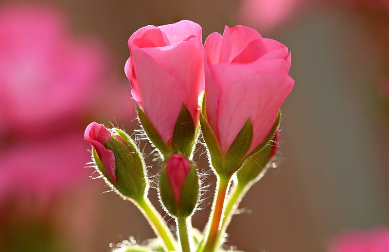Pink Flower Buds — Serene, Morning