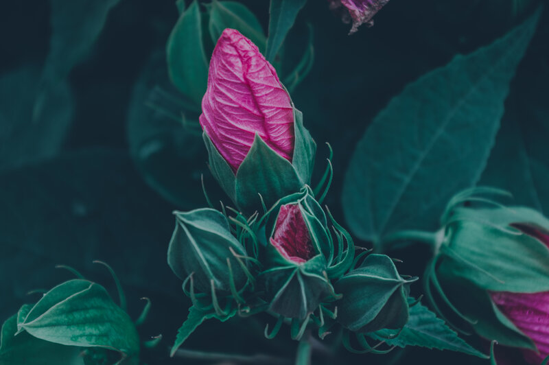 Pink Flower Buds — Serene, Photograph, Leaves