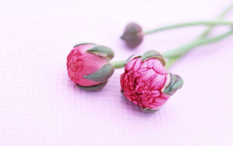 Pink Flower Buds — Serene, Photograph