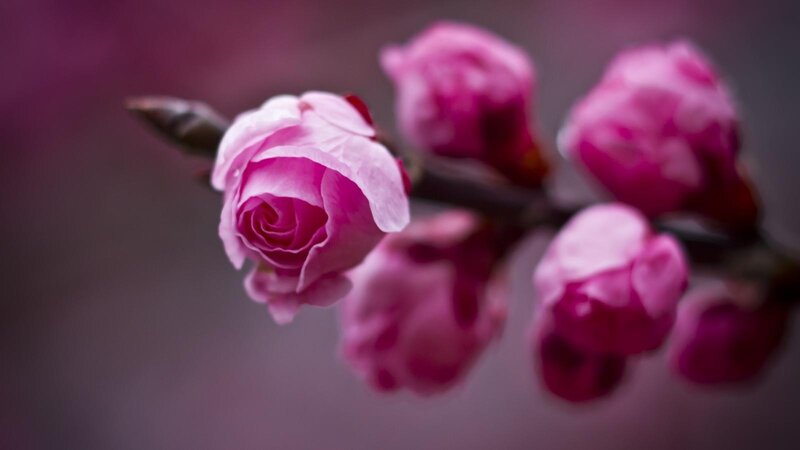 Pink Flower Buds — Serene, Spring, Photograph, Branch