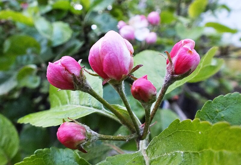 Pink Flower Buds — Serene, Spring, Photograph, Leaves