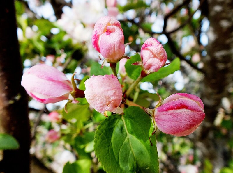 Pink Flower Buds — Serene, Spring, Photograph