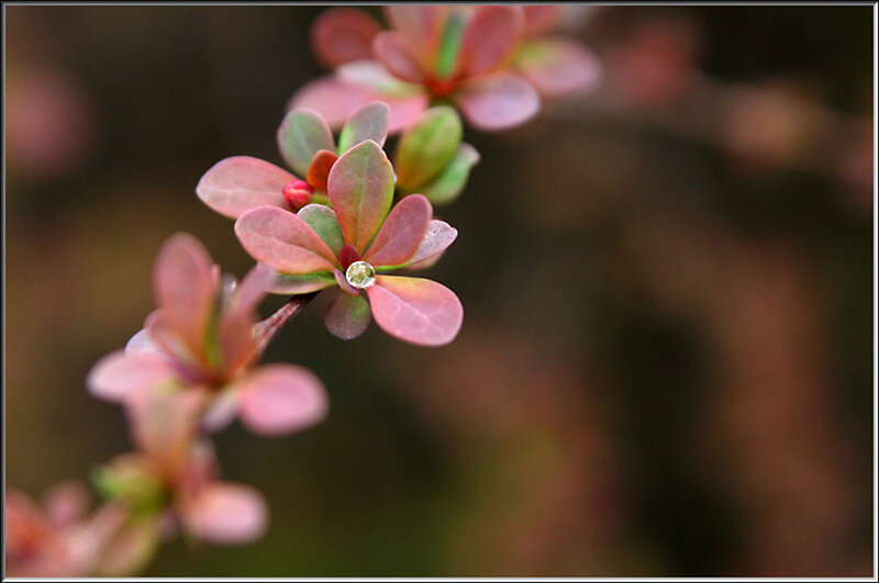 Pink Flower Buds — Serene, Spring