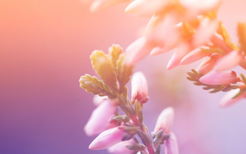 Pink Flower Buds — Serene, Sunset, Photograph, Leaves, Branch