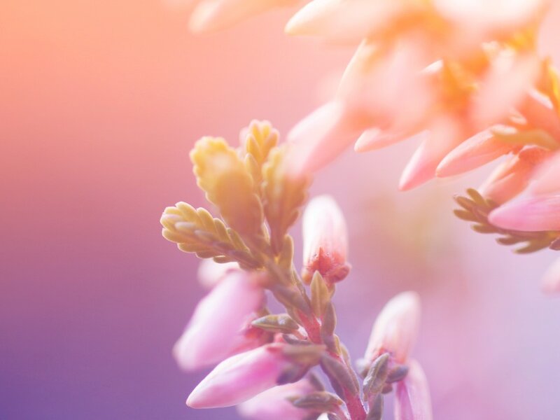 Pink Flower Buds — Serene, Sunset, Photograph