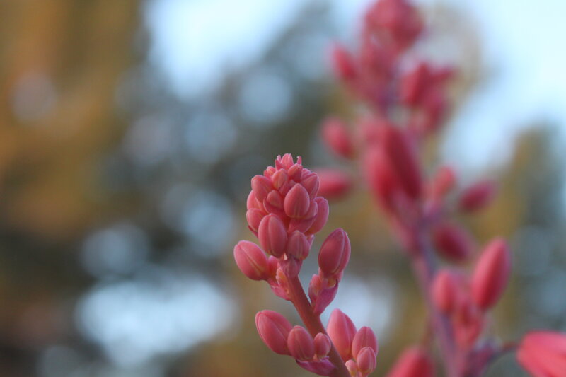 Pink Flower Buds — Serene