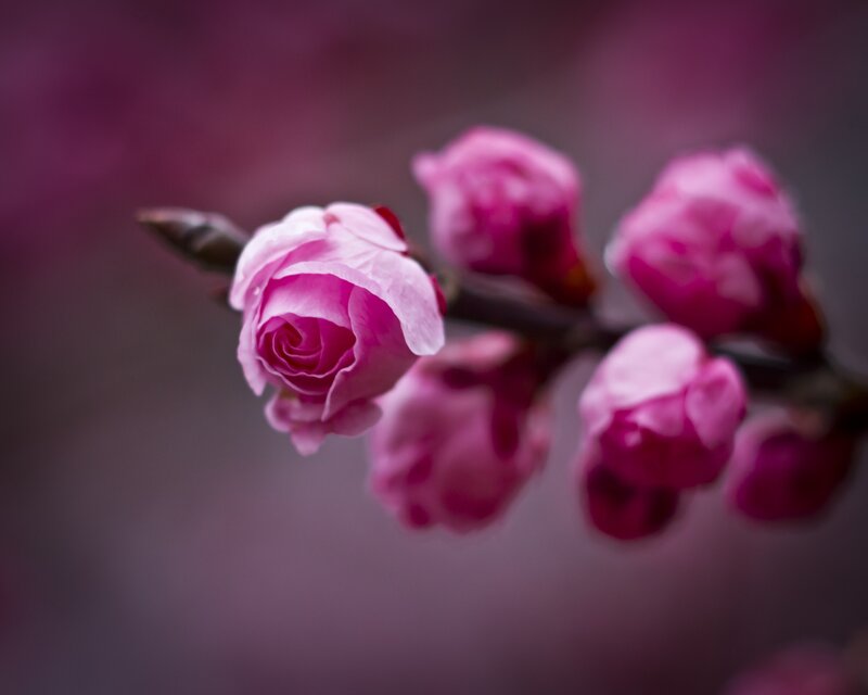 Pink Flower Buds — Spring