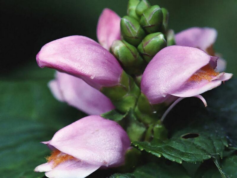 Pink Flower Buds