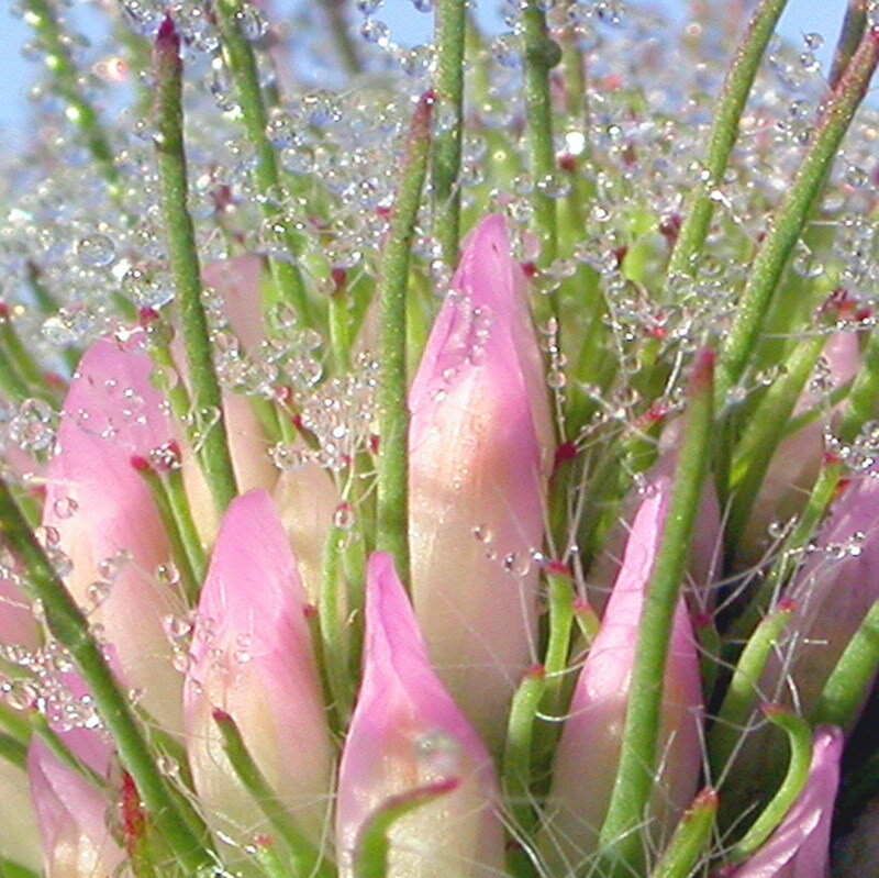 Pink flower buds with dew