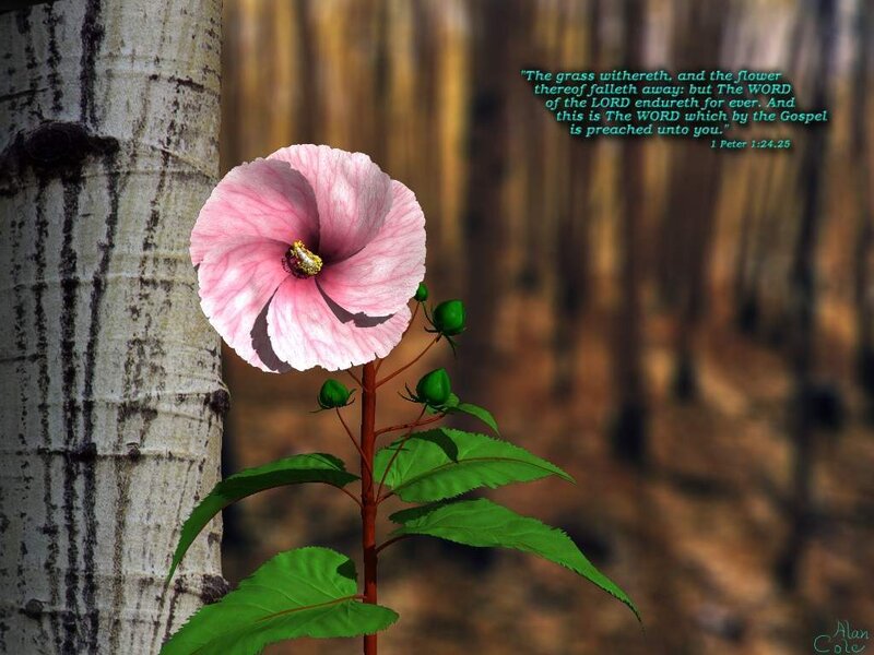 Pink flower by a tree