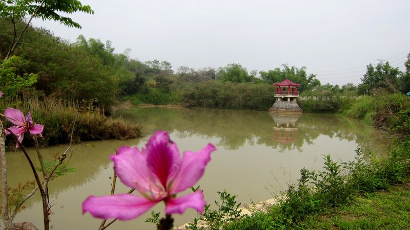 Pink Flower by Pond